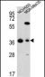 FAHD2A Antibody (C-term)